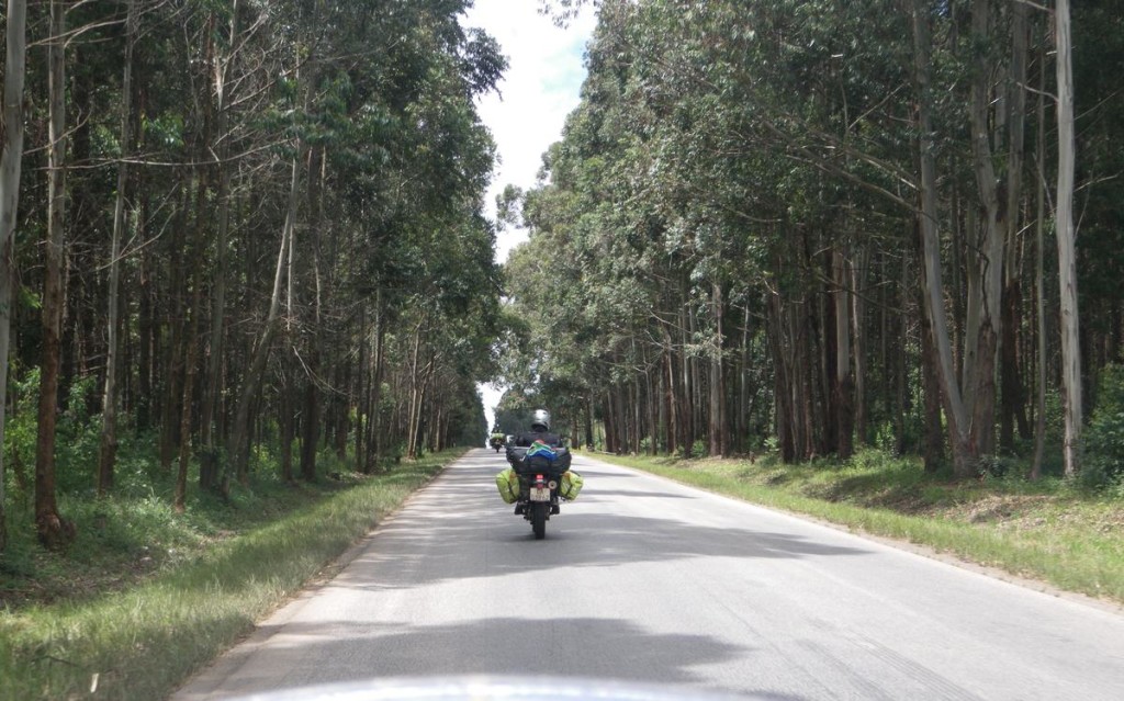 Tanzanian forests